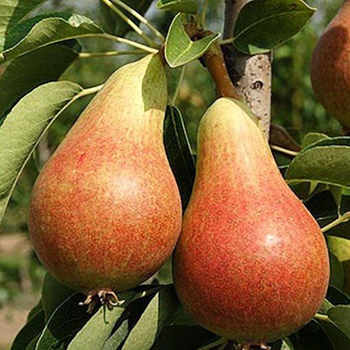 PERE CARMEN CAL I /KG TURCIA